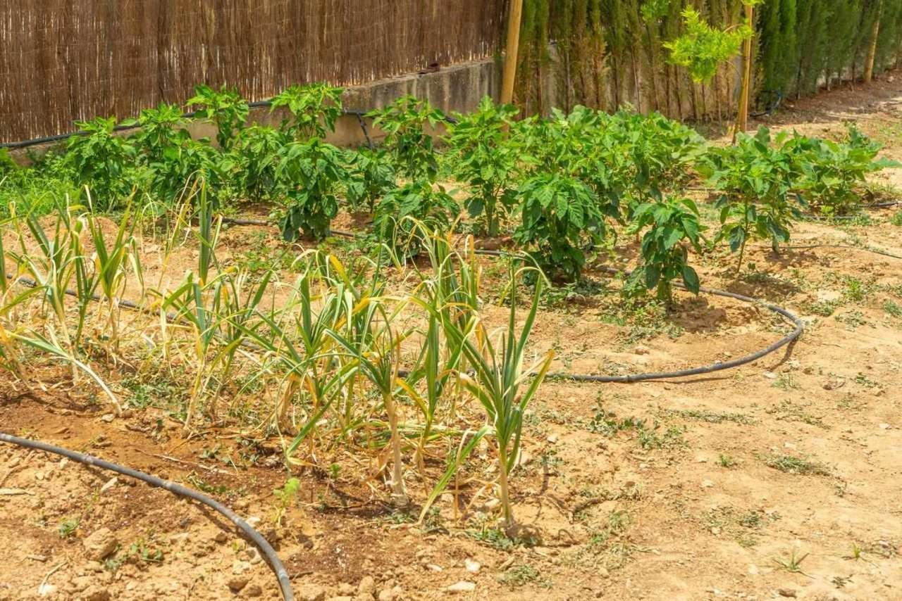 Casa Rural Don Lope El Canuelo  Eksteriør billede